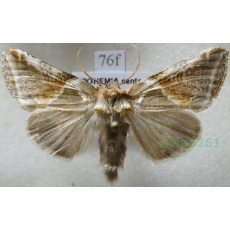 Habrosyne pyritoides (Hufnagel, 1766) Pluszówka agatka Czech76f